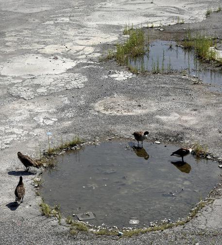 A color, wide-angle photograph that captures a heavily weathered and cracked asphalt surface, featuring a circular puddle in the lower portion and an irregular puddle in the upper right. Sparse, green weeds sprout through the cracks and around the edges of both pools of water, breaking the gray monotony of the ground. Four Canada geese are scattered around the lower circular puddle, casting short shadows under the bright daylight. Two geese stand closely together on the lower-left edge near the water, while two others stand directly in and along the right edge of the puddle, creating subtle reflections on the calm surface.