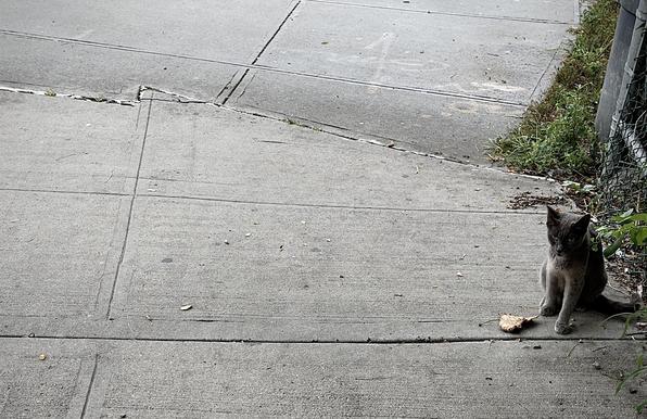 A color, wide-angle photograph in landscape orientation that captures a gray cat sitting on a grey concrete sidewalk that slopes sharply downward on the left. The cat is positioned on the right side of the frame, tucked neatly near a chain-link fence covered by sparse green weeds and foliage. It faces slightly toward the left with an alert expression, its dark eyes focused and ears perked up. A single dried leaf rests on the pavement right in front of its front paws, and its long tail extends backwards along the ground. The background consists of segmented concrete sidewalk slabs divided by expansion joints, running diagonally across the composition to emphasize the steep incline and uneven terrain. The natural lighting casts soft shadows.