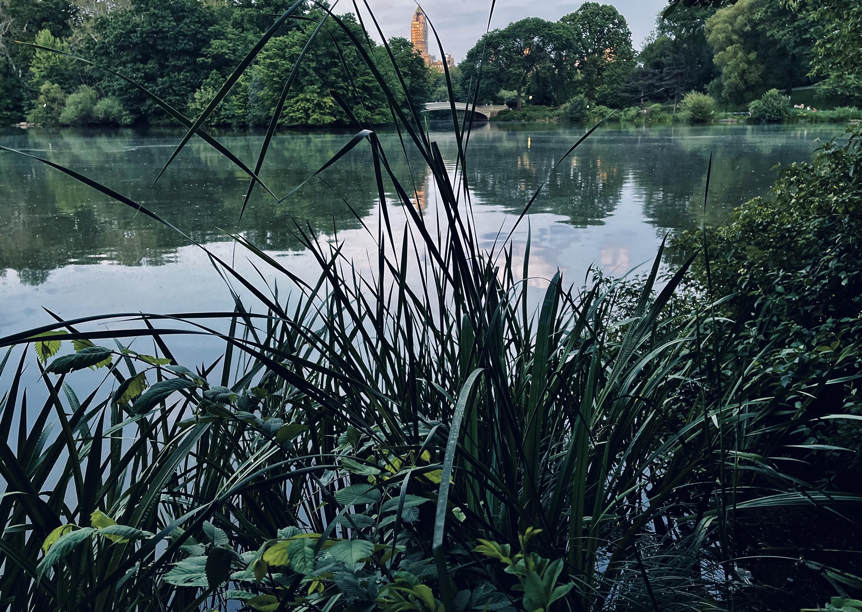 A color, wide-angle photograph in landscape orientation that captures The Lake at Central Park near dusk. A dense cluster of tall, dark green reeds and leafy foliage dominates the foreground, framing a calm, reflective body of water in Central Park. The slender blades of grass reach upward across the lower and middle portions of the frame, partially obscuring the water's edge and creating a textured, natural border. Lush green bushes and lower-lying plants cradle the base of the tall grass on the right, casting soft shadows under an overcast sky. Beyond the foreground vegetation, a wide, still lake stretches across the midground, mirroring the heavily wooded banks and the overcast sky above. The pedestrian bridge spans a narrow section of the water in the distance, nestled among dense clusters of mature green trees that line the far shore. Peeking up over the distant tree canopy near the center, the illuminated upper facade of a classic New York City skyscraper adds a touch of urban architecture to the otherwise pastoral landscape.