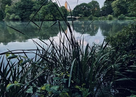 A color, wide-angle photograph in landscape orientation that captures The Lake at Central Park near dusk. A dense cluster of tall, dark green reeds and leafy foliage dominates the foreground, framing a calm, reflective body of water in Central Park. The slender blades of grass reach upward across the lower and middle portions of the frame, partially obscuring the water's edge and creating a textured, natural border. Lush green bushes and lower-lying plants cradle the base of the tall grass on the right, casting soft shadows under an overcast sky. Beyond the foreground vegetation, a wide, still lake stretches across the midground, mirroring the heavily wooded banks and the overcast sky above. The pedestrian bridge spans a narrow section of the water in the distance, nestled among dense clusters of mature green trees that line the far shore. Peeking up over the distant tree canopy near the center, the illuminated upper facade of a classic New York City skyscraper adds a touch of urban architecture to the otherwise pastoral landscape.