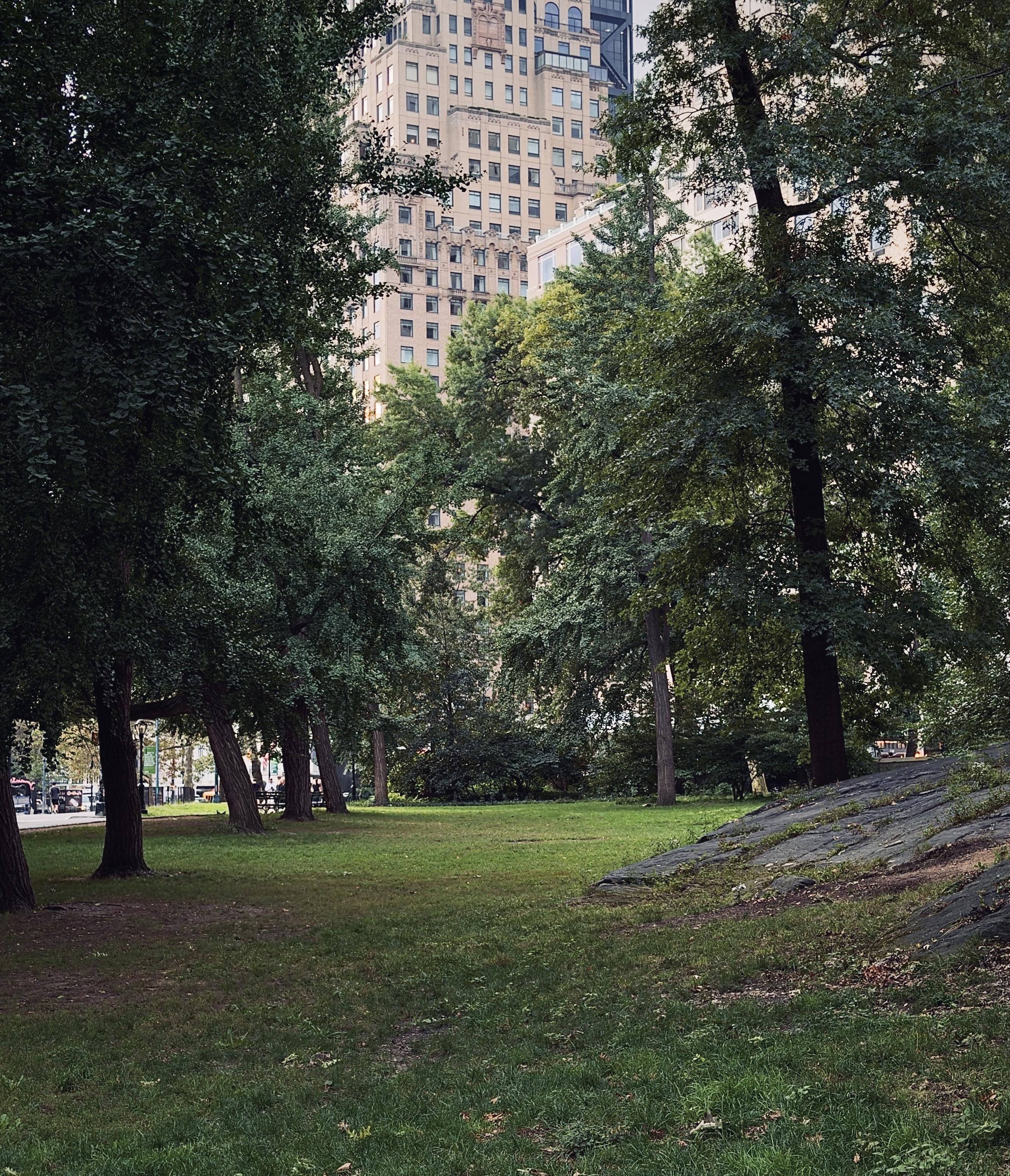 A color, wide-angle photograph in portrait or orientation that captures a serene, shaded section of Central Park in the early morning daylight. The foreground consists of a vibrant green lawn that stretches from the bottom edge towards the center, interspersed with patches of bare earth and fallen leaves. On the right, a large, sloped rock formation rises gently out of the grass, partially covered with sparse weeds and moss. The entire scene is bathed in the soft, cool light of dawn, casting gentle shadows across the scene. Dense clusters of mature green trees frame the composition on the left, right, and background, their heavy foliage partially obscuring the space. Through a central gap in the canopy, a tall, ornate architectural stone and masonry skyscraper tower is visible in the distance, its facade featuring symmetrical rows of multi-paned windows. The outer edges of the park open up slightly on the left, hinting at a perimeter road and the cityscape beyond the tree line under a clear sky.