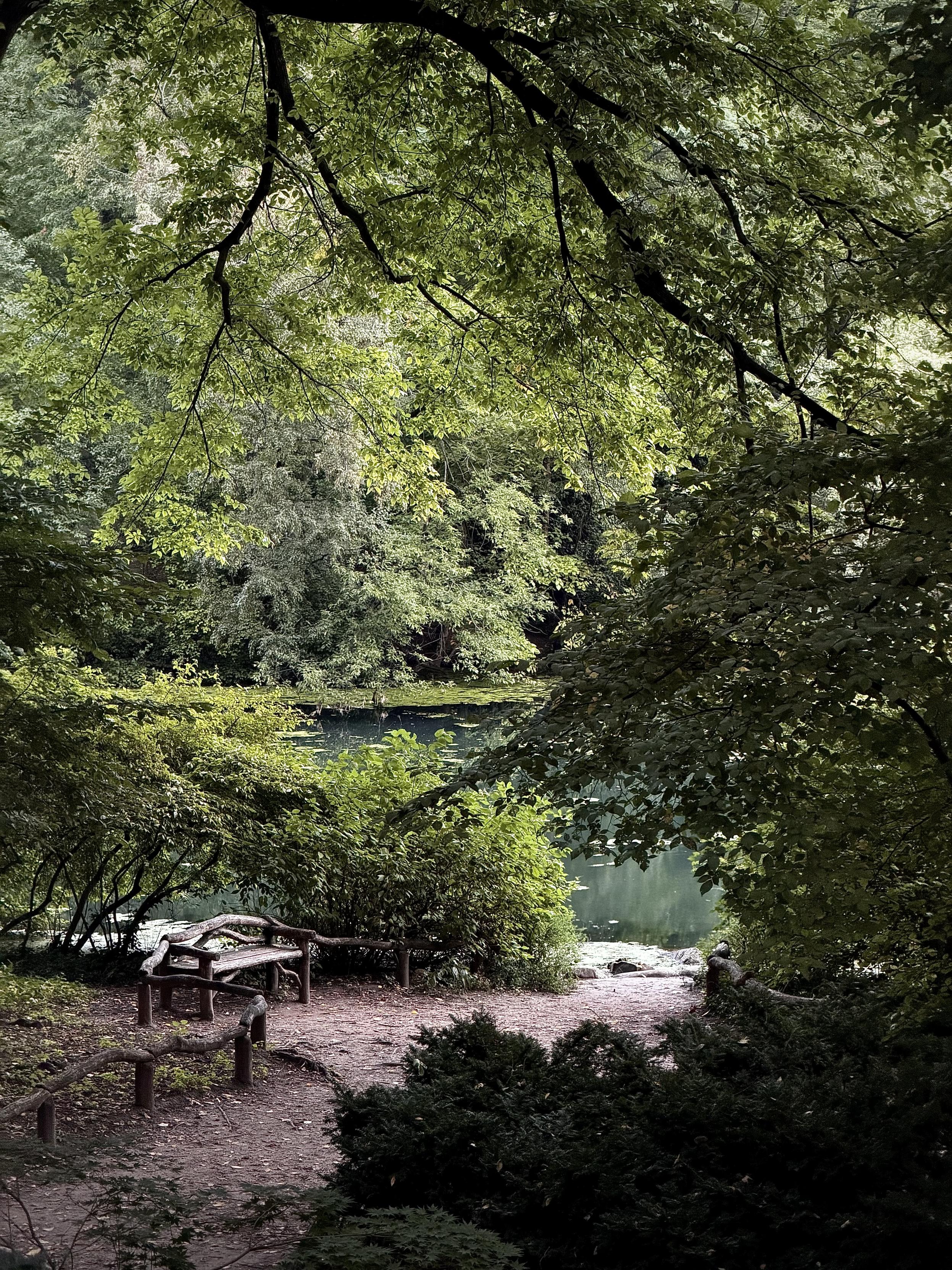 A color, wide-angle photograph in portrait orientation that captures a tranquil view of Central Park framed by lush, vibrant greenery. Large, dark tree branches stretch across the top of the frame, creating a natural canopy of light and dark green leaves that filters the morning light. Below this overhead archway, dense foliage and dense bushes blanket the landscape in various rich shades of green, giving the scene a secluded and peaceful atmosphere. A quiet dirt path winds through the foreground, flanked by low, rustic wooden fences on either side. To the left of the path, a weathered wooden bench with a curved backrest sits invitingly beneath the trees, facing toward The Pond at Central Park. In the background, a calm pond or stream reflects the surrounding greenery, with soft sunlight gently illuminating patches of the water and the distant shore.