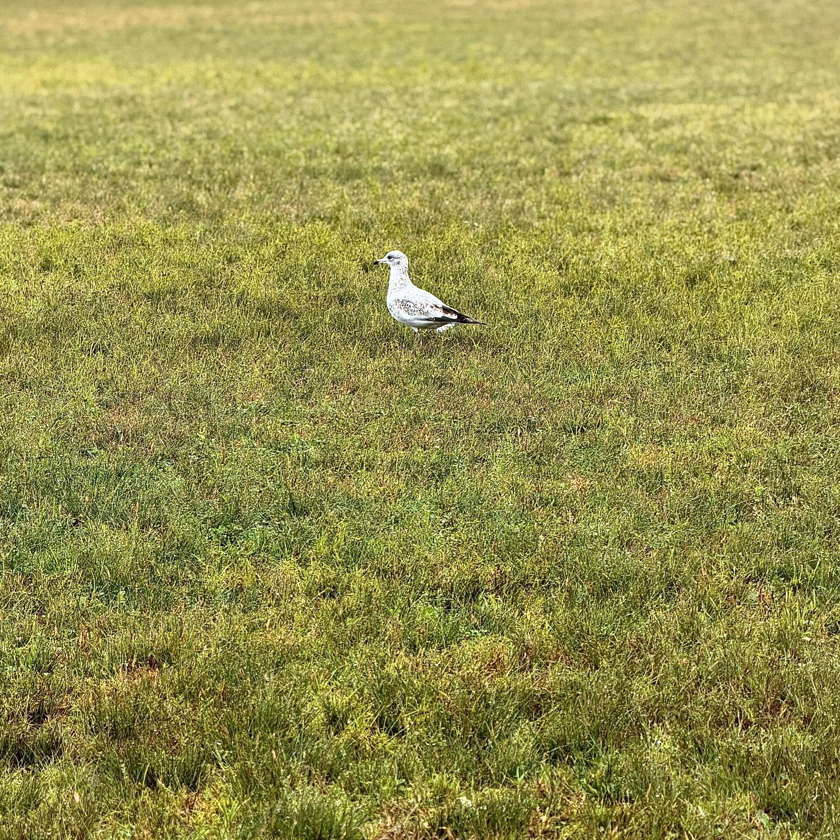 A color, medium-angle photograph in square aspect ratio that captures a seagull standing solitary in a vast expanse of green grass in Central Park on an overcast morning. The bird is positioned slightly left of center, facing toward the left side of the frame. Its plumage is a mottled mix of white and grayish-brown feathers, featuring speckled patterns across its back, wings, and head. The seagull's head is turned in profile, showing a dark eye and a sturdy, light-colored bill pointed slightly downward. Its legs are tucked beneath its body as it stands alertly. The surrounding landscape consists of a dense, textured lawn filled with patches of vibrant green and golden-yellow grass blades, creating a natural, sunlit meadow effect. The terrain stretches out evenly around the bird, fading slightly into a softer, uniform green texture toward the top and bottom edges of the frame. The lighting is bright and even, casting subtle shadows directly beneath the seagull.