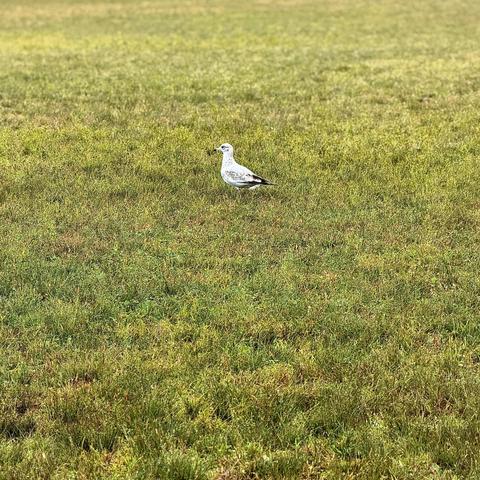A color, medium-angle photograph in square aspect ratio that captures a seagull standing solitary in a vast expanse of green grass in Central Park on an overcast morning. The bird is positioned slightly left of center, facing toward the left side of the frame. Its plumage is a mottled mix of white and grayish-brown feathers, featuring speckled patterns across its back, wings, and head. The seagull's head is turned in profile, showing a dark eye and a sturdy, light-colored bill pointed slightly downward. Its legs are tucked beneath its body as it stands alertly. The surrounding landscape consists of a dense, textured lawn filled with patches of vibrant green and golden-yellow grass blades, creating a natural, sunlit meadow effect. The terrain stretches out evenly around the bird, fading slightly into a softer, uniform green texture toward the top and bottom edges of the frame. The lighting is bright and even, casting subtle shadows directly beneath the seagull.