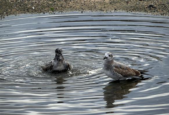 A color, medium-angle photograph in landscape orientation that captures two birds bathing in a shallow puddle of water. The puddle is filled with concentric ripples and waves spreading outward across its surface, creating a dynamic texture that reflects the ambient light. The surrounding ground near the top edge of the frame consists of coarse pebbles, dirt, and earth. On the left, one bird is partially submerged and actively splashing water, causing its feathers to look wet and ruffled with water droplets visible around it. On the right, a second bird stands more steadily in the water facing left, featuring distinct greyish-brown and white patterned plumage with a dark beak and a speckled head, casting a clear reflection downward on the water's surface.