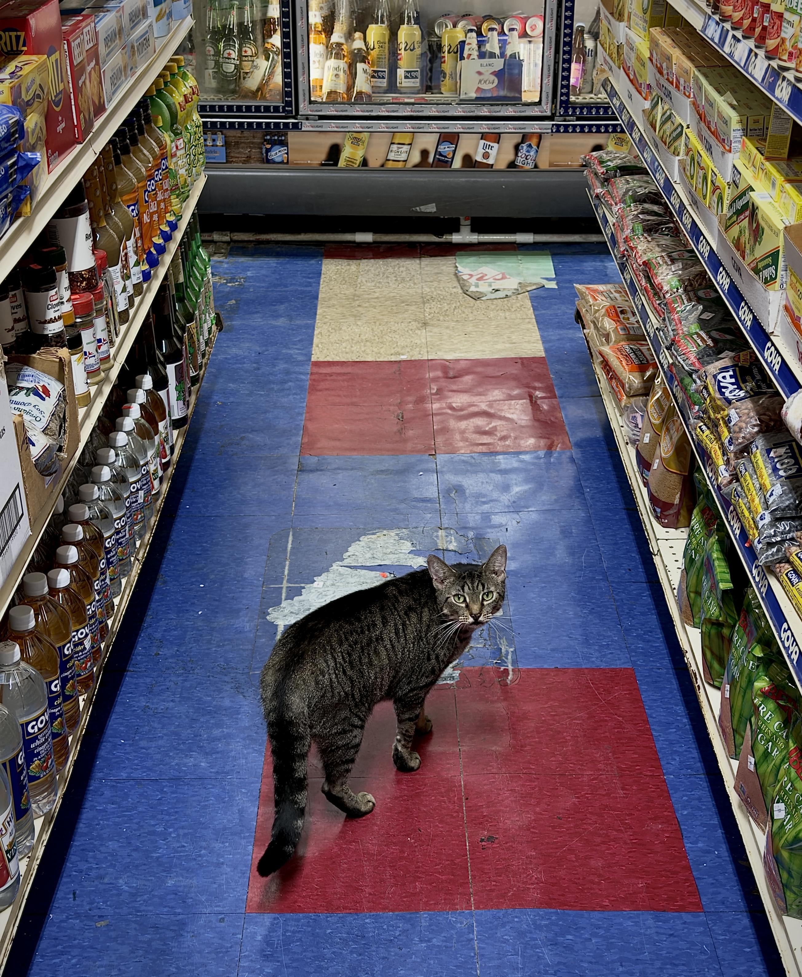 A color, wide-angle photograph in portrait orientation that captures a brown tabby cat walking down the center aisle of a bodega. The cat is positioned in the lower-middle portion of the frame, captured from a high-angle perspective, and has turned its head turned to look back toward the camera with alert green eyes. It stands on a worn linoleum floor made of alternating blue, red, and off-white square tiles that stretch back toward a large refrigerated display case filled with beverages in the background. The narrow aisle is tightly flanked on both sides by tall metal shelves packed with merchandise. The left shelf features rows of bottled oils, sauces, spices, and boxed goods, while the right shelf is stocked with bags of grains, beans, and packaged food items. The lighting is casting soft shadows on the floor and highlighting the textures of the cat's dark-striped fur and the surrounding groceries.