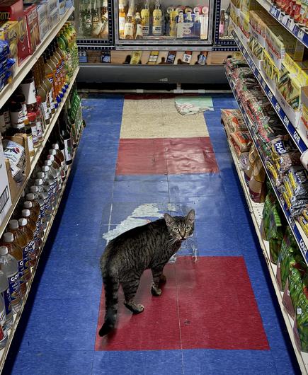 A color, wide-angle photograph in portrait orientation that captures a brown tabby cat walking down the center aisle of a bodega. The cat is positioned in the lower-middle portion of the frame, captured from a high-angle perspective, and has turned its head turned to look back toward the camera with alert green eyes. It stands on a worn linoleum floor made of alternating blue, red, and off-white square tiles that stretch back toward a large refrigerated display case filled with beverages in the background. The narrow aisle is tightly flanked on both sides by tall metal shelves packed with merchandise. The left shelf features rows of bottled oils, sauces, spices, and boxed goods, while the right shelf is stocked with bags of grains, beans, and packaged food items. The lighting is casting soft shadows on the floor and highlighting the textures of the cat's dark-striped fur and the surrounding groceries.