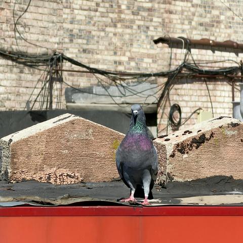 A color, medium-angle photograph in square aspect ratio that captures a single rock pigeon standing centered on a dark tar roof edge in Manhattan, facing forward against a bright urban background. The bird has slate-gray plumage with striking iridescent patches of green and magenta shimmering across its neck and chest. Its small head features a dark beak, bright orange eyes, and distinctive pinkish-red feet that grip the surface. Flanking the pigeon are two weathered, triangular concrete vents resting on the dark roofing material. Directly beneath the pigeon's perch is a vibrant, solid red ledge. In the background, a weathered light-colored brick wall rises behind a tangle of dark utility wires and cables stretched across the frame under bright daylight.