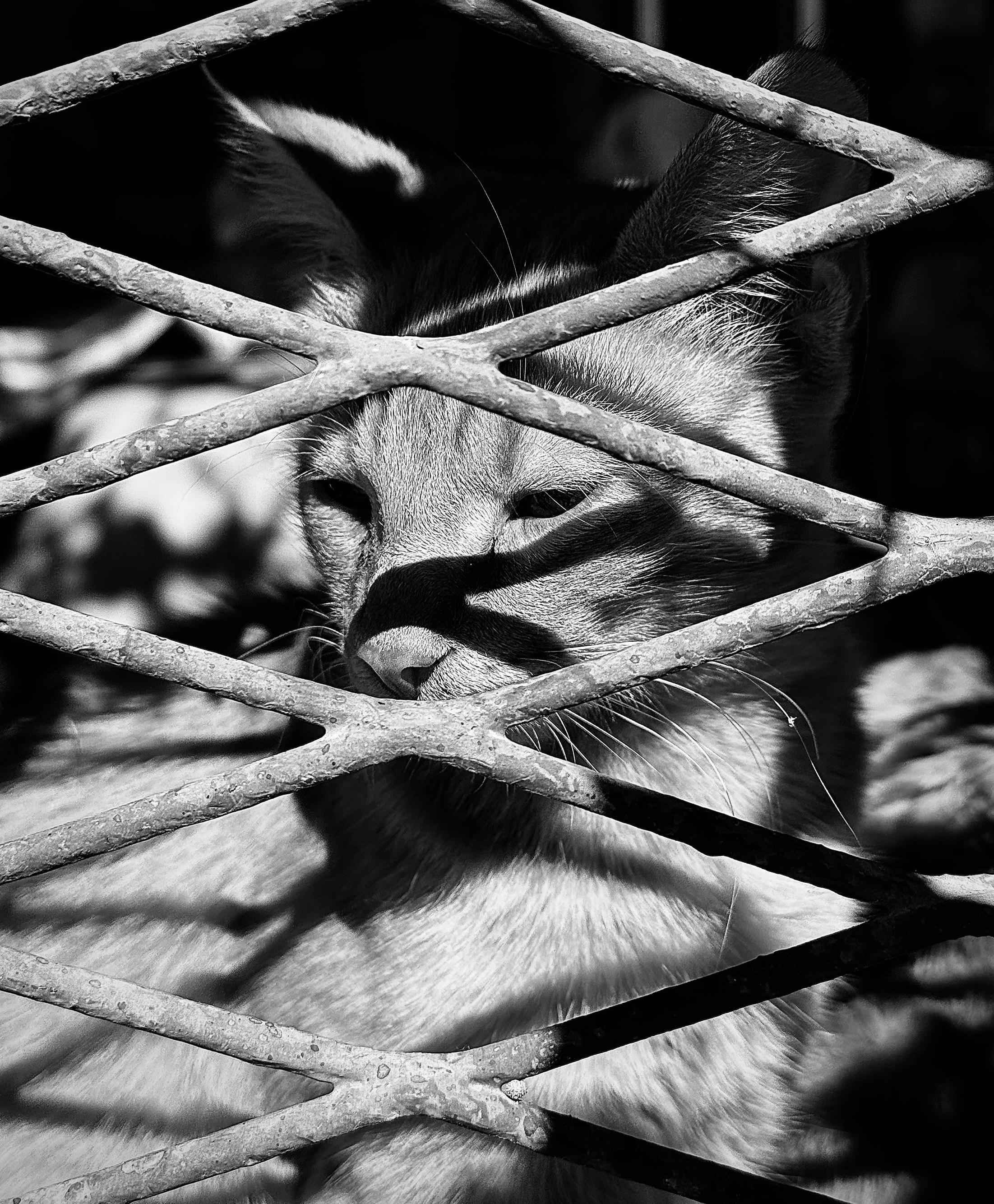 A noir, medium-angle photograph in portrait orientation that captures a close-up of a short-haired cat gazing out from behind a crisscrossing diamond-pattern metal wire fence. Strong morning light casts sharp, geometric shadows of the wire across the cat’s face, snout, and chest, creating a dramatic interplay between deep blacks and bright highlights. The cat’s ears stand alert, pointing upward, while delicate light catches the tips of its fur and delicate whiskers. The focused, contemplative eyes of the cat peer forward through the openings of the barrier, partially obscured by the metal bars. The gritty texture of the weathered fence stands out crisply in the foreground, contrastingly framed against the dark, shadowy background behind the cat to evoke a moody atmosphere.