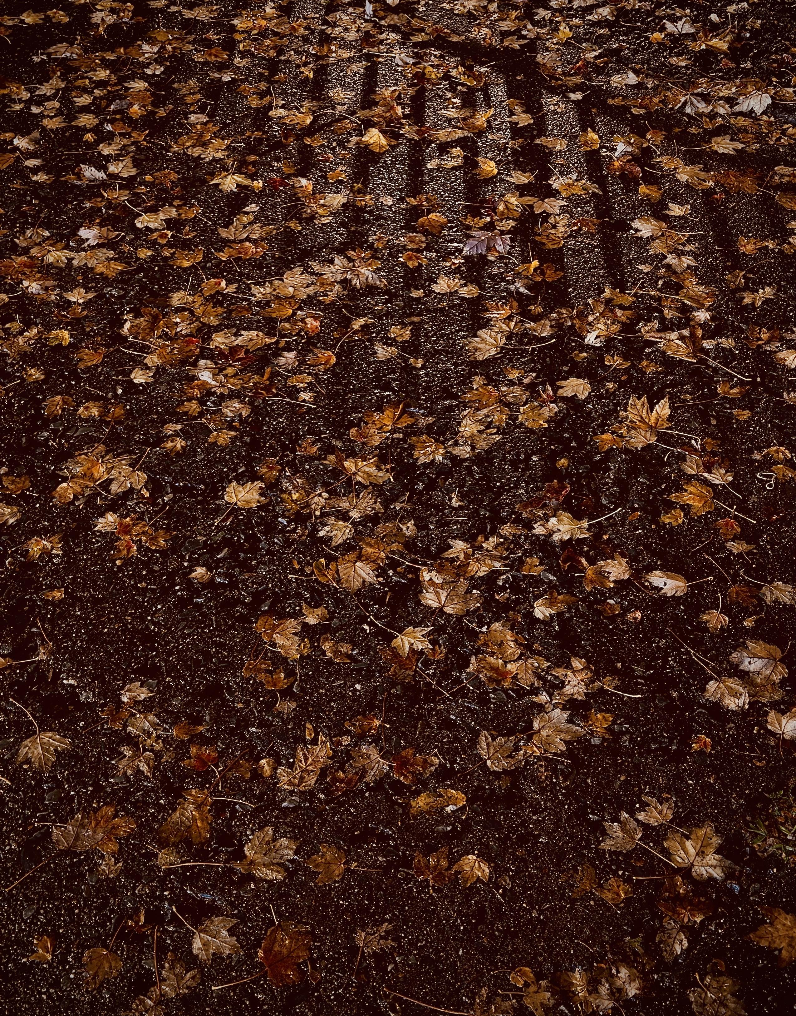 A color, wide-angle photograph in portrait orientation that captures a nighttime scene along Amsterdam Avenue in Manhattan. A ground-level view of a sidewalk covered with fallen autumn maple leaves. The ground, textured and dark asphalt, is scattered with golden, tan, and dark amber leaves, creating a warm foliage carpet across the dark pavement. Draped across the upper portion of the frame is the dark silhouette of a fence shadow, featuring tall vertical bars cast onto the lit pavement from an unseen light source. The soft ambient nighttime lighting highlights the intricate shapes and subtle sheen of the damp leaves, contrasting against the dark shadows.