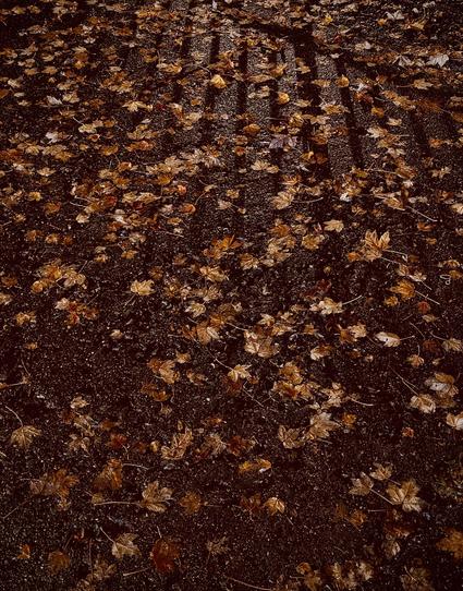 A color, wide-angle photograph in portrait orientation that captures a nighttime scene along Amsterdam Avenue in Manhattan. A ground-level view of a sidewalk covered with fallen autumn maple leaves. The ground, textured and dark asphalt, is scattered with golden, tan, and dark amber leaves, creating a warm foliage carpet across the dark pavement. Draped across the upper portion of the frame is the dark silhouette of a fence shadow, featuring tall vertical bars cast onto the lit pavement from an unseen light source. The soft ambient nighttime lighting highlights the intricate shapes and subtle sheen of the damp leaves, contrasting against the dark shadows.