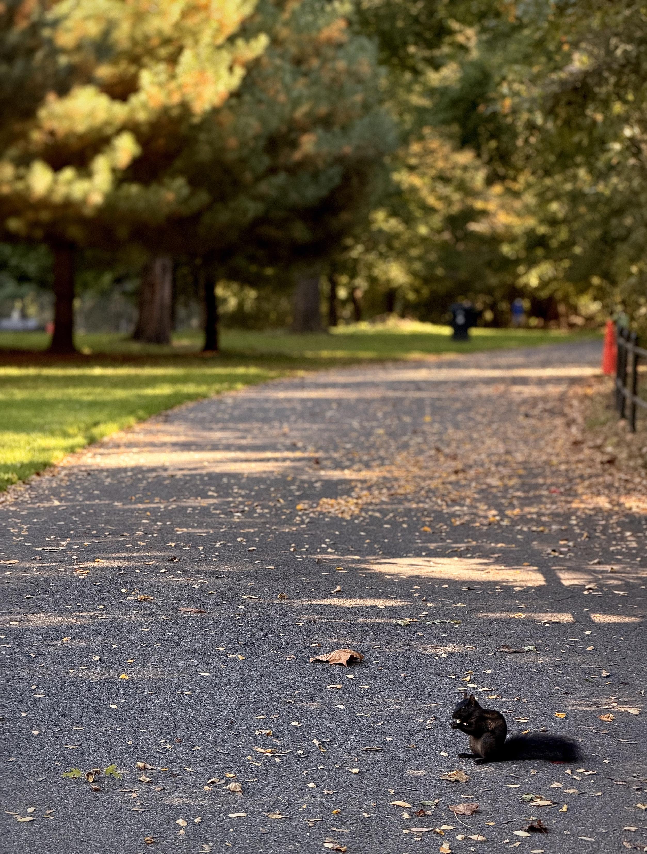 A color, wide-angle photograph in portrait orientation that captures a serene Autumn morning along a walking path in Van Cortlandt Park. A dark black-colored eastern gray squirrel is in the foreground of the pathway on a sunny autumn morning. The squirrel sits upright near the bottom right of the frame on dark asphalt scattered with fallen dry leaves. It holds a tiny nut between its front paws near its mouth, intently nibbling while its bushy dark tail rests flat along the ground behind it. Bright sunlight casts sharp shadows across the walkway, illuminating small golden leaves and a larger dry leaf lying a few feet away from the squirrel. The paved park path stretches diagonally from the lower foreground up into the background, curving gently through a lush park environment. Warm morning sunlight creates alternating patches of bright light and long tree shadows across the asphalt. To the left, vibrant green lawns meet a line of large trees with dense, soft-focus foliage in shades of olive green and muted gold. On the right side, a low black fence borders the path, leading toward softly blurred distant greenery and park fixtures under the golden fall light.