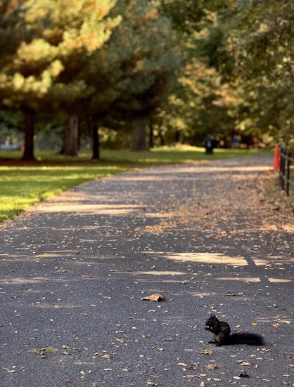 A color, wide-angle photograph in portrait orientation that captures a serene Autumn morning along a walking path in Van Cortlandt Park. A dark black-colored eastern gray squirrel is in the foreground of the pathway on a sunny autumn morning. The squirrel sits upright near the bottom right of the frame on dark asphalt scattered with fallen dry leaves. It holds a tiny nut between its front paws near its mouth, intently nibbling while its bushy dark tail rests flat along the ground behind it. Bright sunlight casts sharp shadows across the walkway, illuminating small golden leaves and a larger dry leaf lying a few feet away from the squirrel. The paved park path stretches diagonally from the lower foreground up into the background, curving gently through a lush park environment. Warm morning sunlight creates alternating patches of bright light and long tree shadows across the asphalt. To the left, vibrant green lawns meet a line of large trees with dense, soft-focus foliage in shades of olive green and muted gold. On the right side, a low black fence borders the path, leading toward softly blurred distant greenery and park fixtures under the golden fall light.